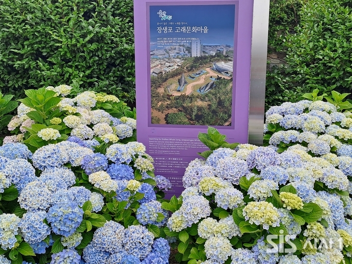 울산 남구 매암동에 자리한 장생포 고래마을 수국축제 현장이다.(사진=곽상락 인턴기자)2025.06.13/시사1
