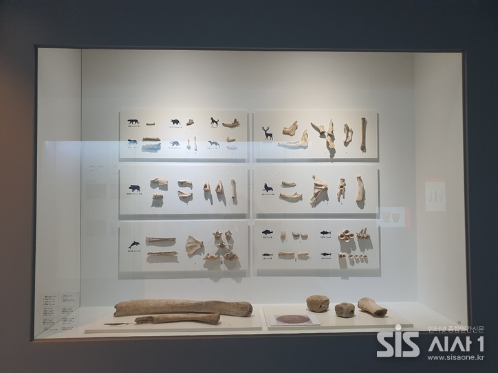 신석기 시대 동삼동패총에서 출토된 동물 뼈, 사냥과 채집을 병행한 생활상을 보여준다.(사진=노은정 기자). 2025. 8. 14/ 시사1