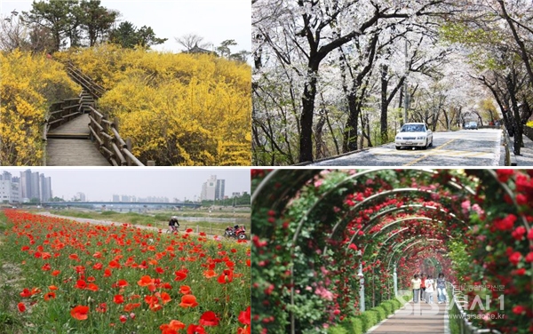 성동구 응봉산(개나리)상단右, 광진구 워커힐길(벚꽃)상단左, 동대문구 중랑천 둔치(꽃양귀비)하단아래左, 중랑구 중랑천 장미거리(장미)하단右