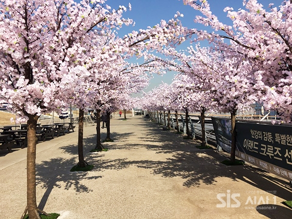여의도한강공원 벚꽃조화