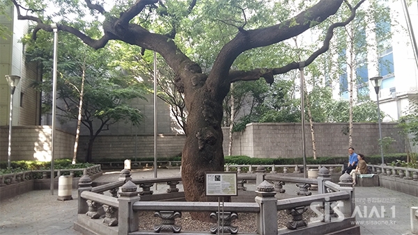 율곡 집터에 심어져있는 400년 추정 회화나무<사진=윤여진 기자>