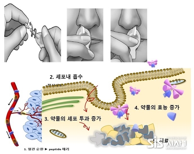 아이큐어비앤피 세포투과 펩타이드 기술 모식도 (자료 = 아이큐어)